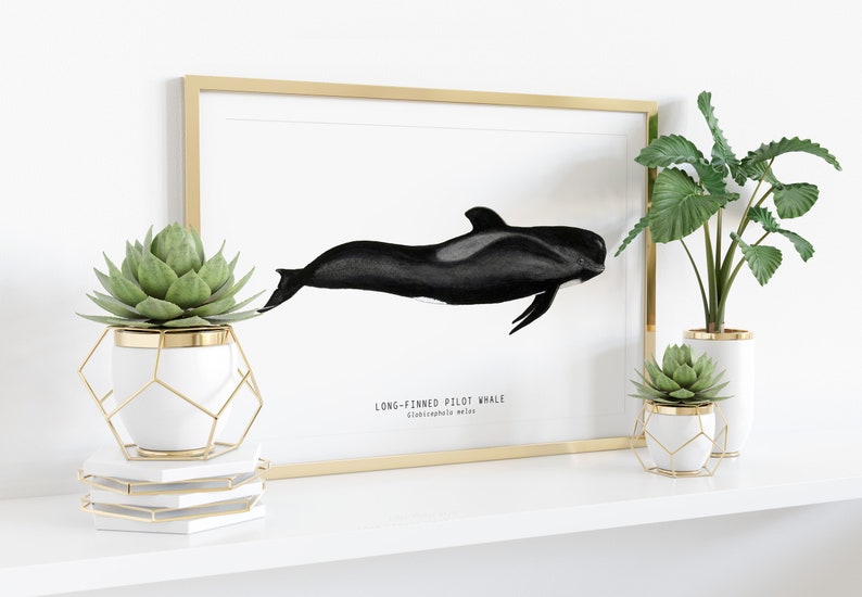 Long-finned Pilot Whale watercolor art From our 'Toothed Whales' series Great for the bedroom or nursery image 3