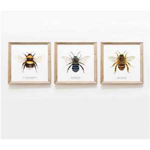 Bees of the world set of 3 prints | Art collection | Montessori education & learning | Gifts for bee lovers | Home gallery bumblebee décor