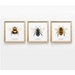 see more listings in the Bees section