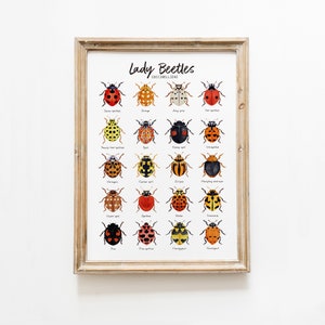 Lady Beetles art print | Ladybugs, Ladybirds | living room wall décor | gift for girl | watercolour painting | home, nursery, bedroom poster