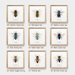 Bees of the world set of 18 art prints Art collection Montessori learning Montessori education Gifts for bee lovers Home decor 画像 3