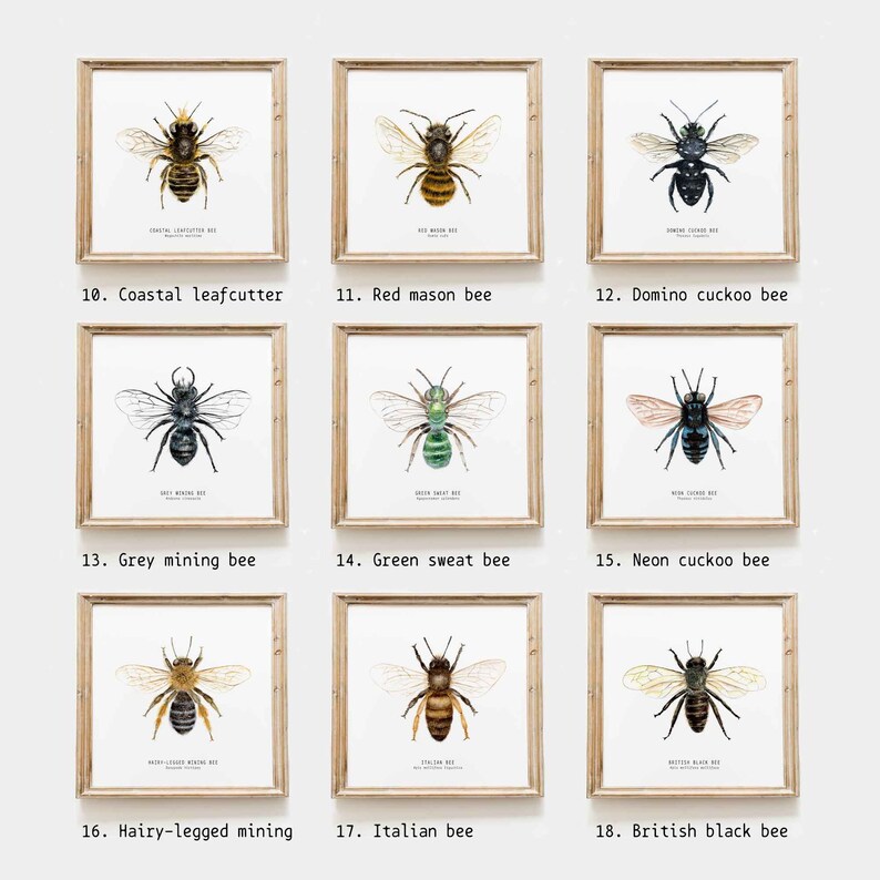 Bees of the world set of 18 art prints Art collection Montessori learning Montessori education Gifts for bee lovers Home decor image 3