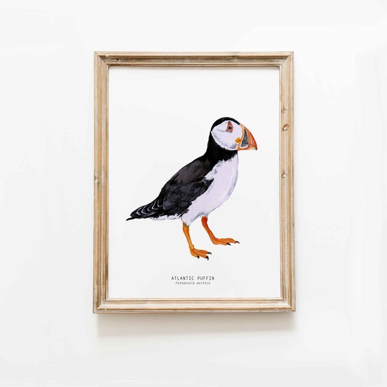 Atlantic Puffin watercolour art print Nautical theme wall decor Beach house wall art Bird poster Nursery decor Housewarming gift image 1