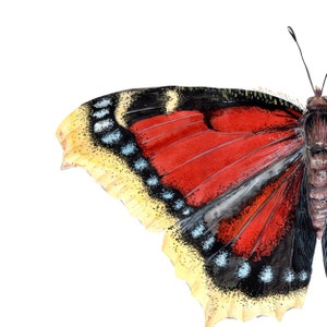 Mourning Cloak Butterfly Art Print | Nymphalis Antiopa Décor ...