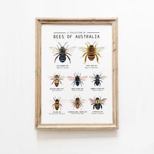 Bienen von Australien Klassenzimmer Poster | Montessori Lernkunst Druck | Homeschool Wandkunst | Kinderzimmer, Wohnzimmer Dekor | Geschenke für Bienenliebhaber