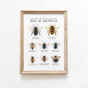 Bees of Australia classroom poster | Montessori learning art print | Homeschool wall art | Nursery, living room décor | Gifts for bee lovers