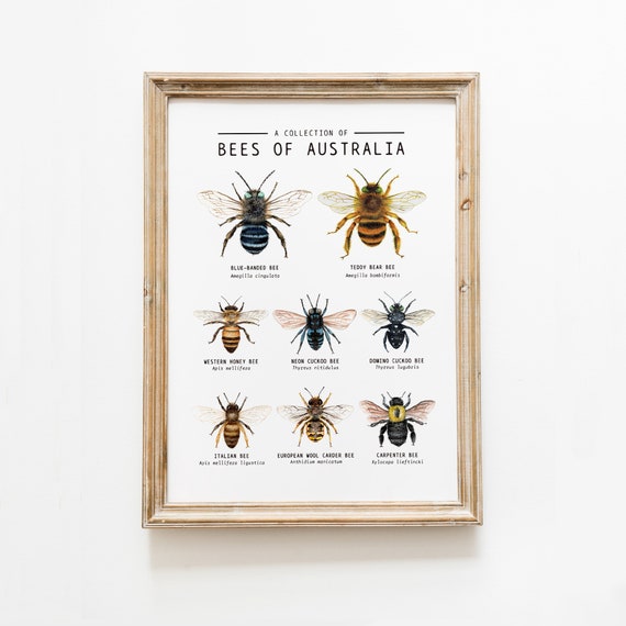 Bees of Australia Classroom Poster Montessori Learning Art - Etsy