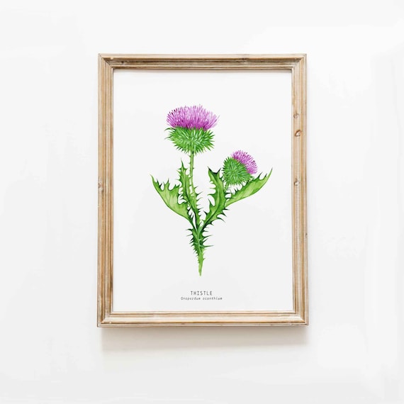 アザミの花の水彩画アートプリント | スコットランドの国花