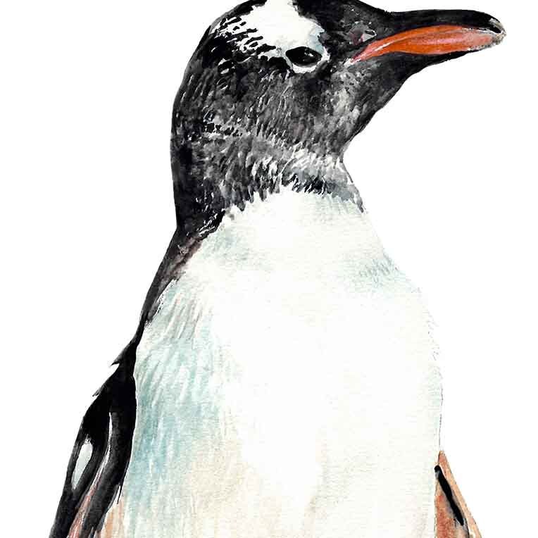 ジェンツーペンギンの水彩画ファインアートプリント | 鳥好きへの