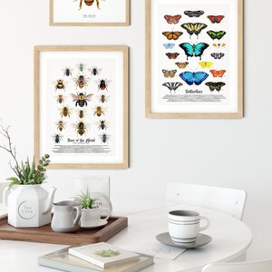 Bees of the World art print Homeschool & Montessori learning education Bumblebee Honey bee poster Living room, bathroom, bedroom décor image 5