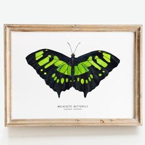 Malachit Schmetterling Fine Art Print | Siproeta stelenes | Aquarell Natur Wandbild | Kinderzimmer, Wohnzimmer, Schlafzimmer, Hausdekor-Plakatgeschenk