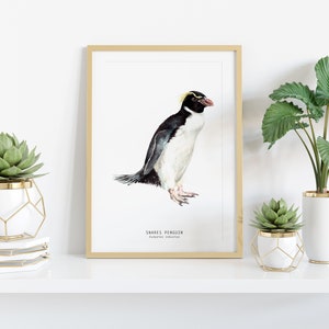 Snares penguin print dining room nature gallery wall art nautical beach home décor gift cute penguins nursery Eudyptes robustus image 2