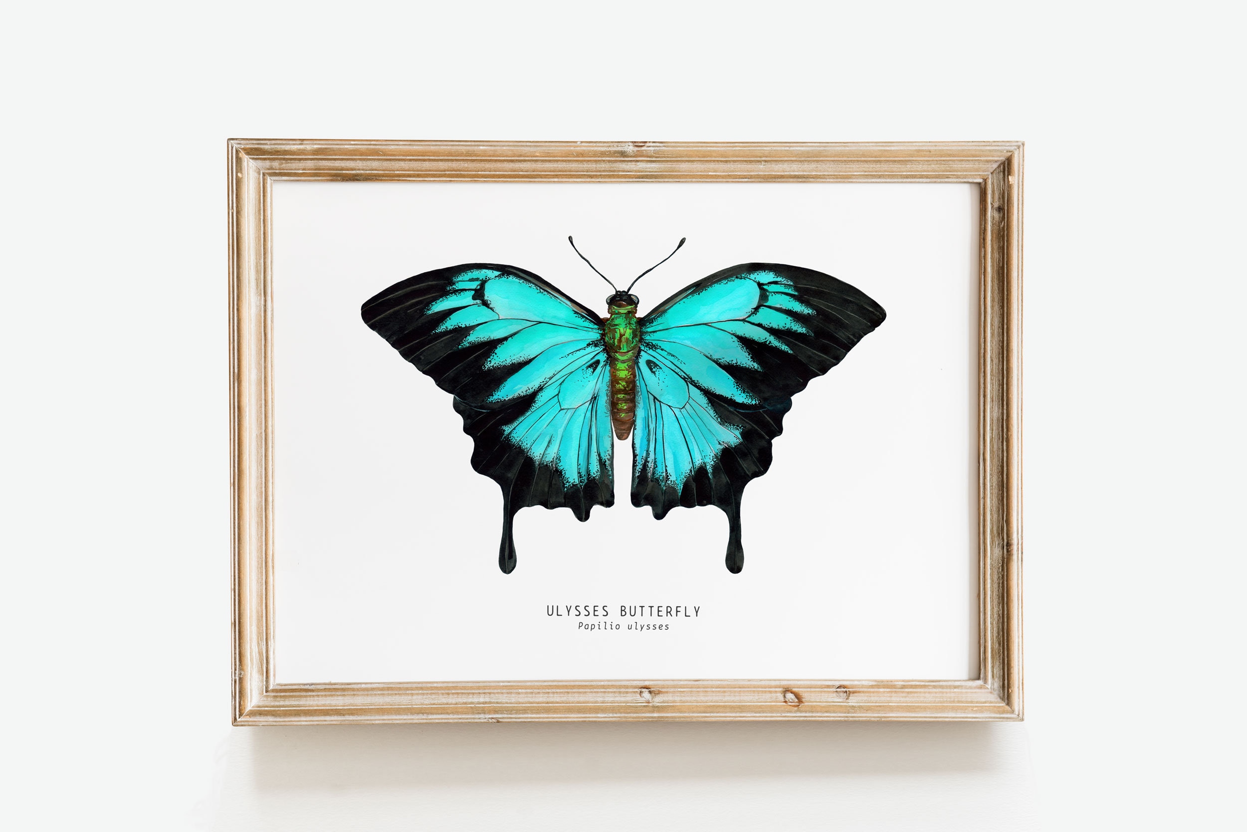 Ulysses butterfly - Etsy 日本 Ulysses butterfly - Etsy 日本