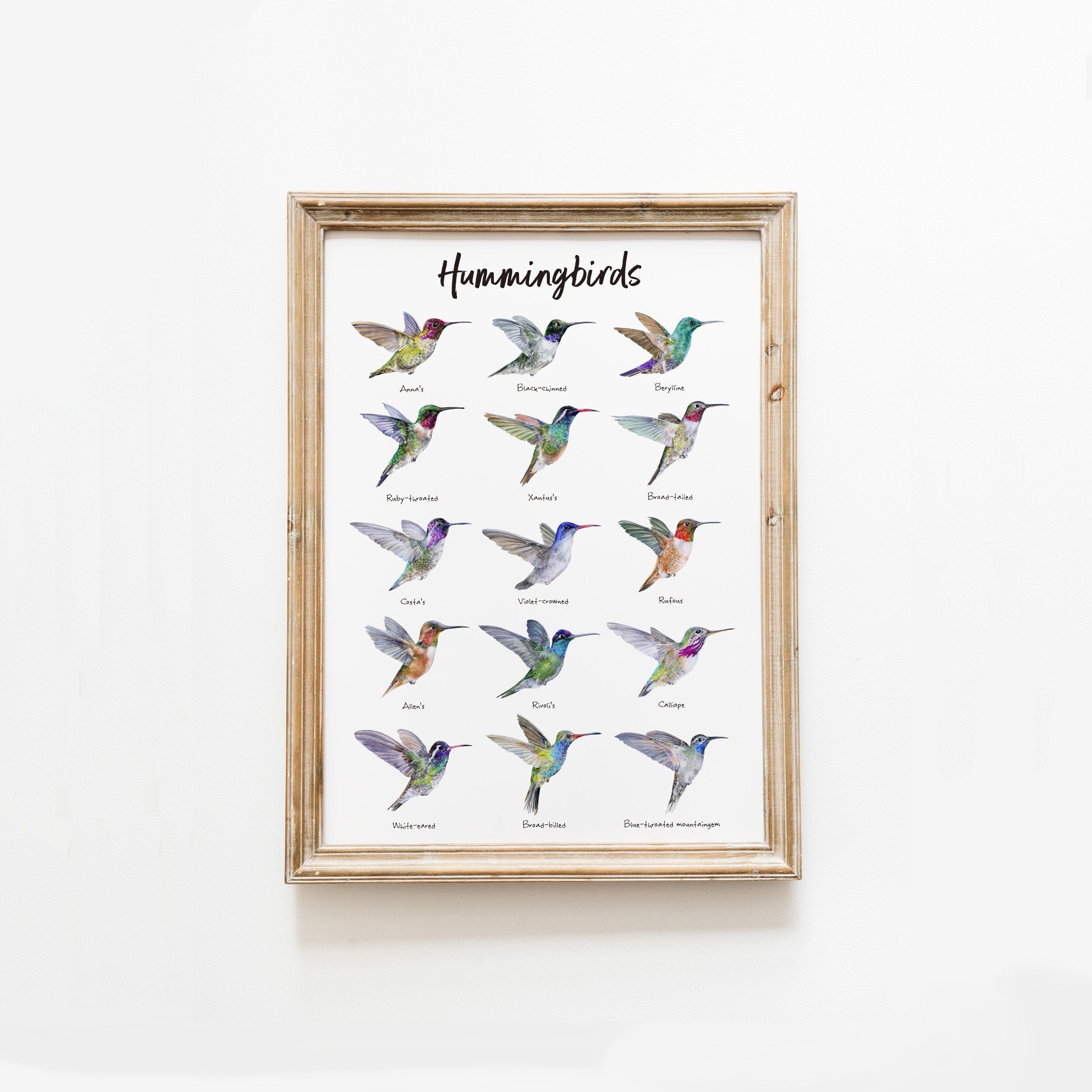 Hummingbirds in Flight art print | Hand painted in watercolor | Educational nature poster | Bird wall decor | North American native birds