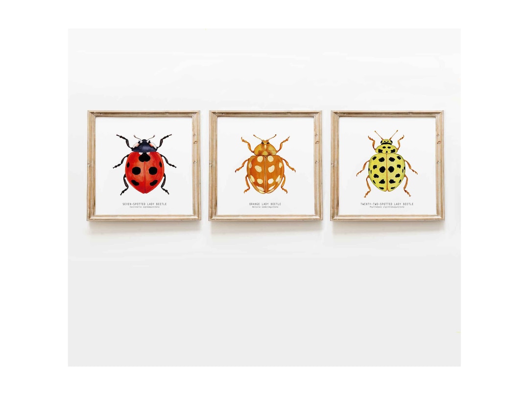 Set of 3 Ladybug, Ladybird, Lady Beetle Prints | Living Room, Dining ...