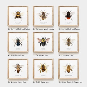 Bees of the world set of 18 art prints Art collection Montessori learning Montessori education Gifts for bee lovers Home decor 画像 2