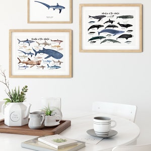 Thresher Shark watercolor fine art print shark lover poster bathroom nature wall art Sharks of the World home décor Alopias vulpinus image 5