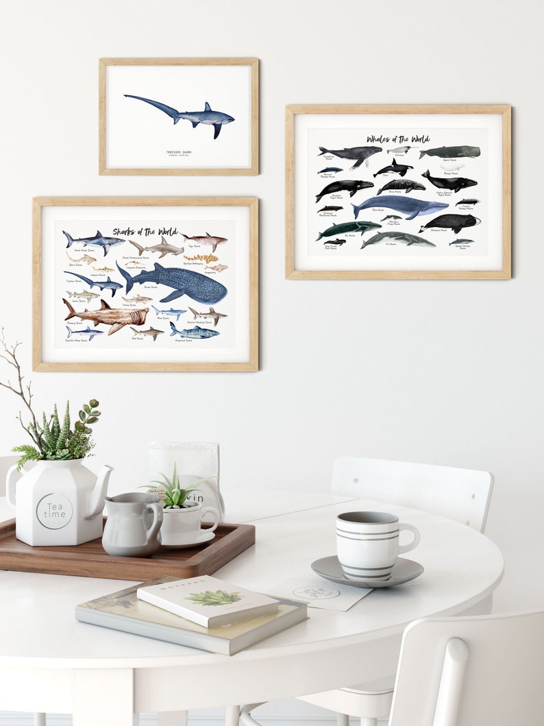 Thresher Shark watercolor fine art print shark lover poster bathroom nature wall art Sharks of the World home décor Alopias vulpinus image 5