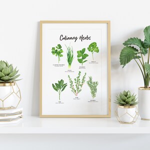 Set of 2 Botanical Herbs prints Herbs wall art for the kitchen Gardening gift Housewarming gift Foodie gift Herb Kitchen decor image 3