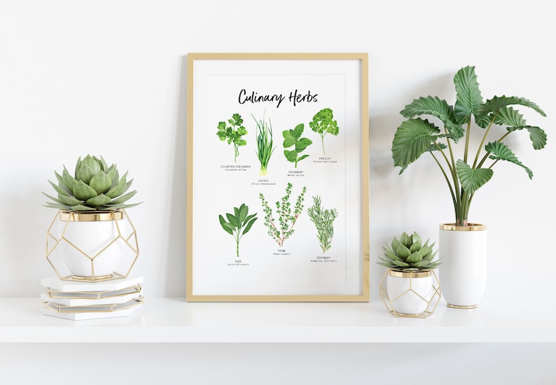 Set of 2 Botanical Herbs prints Herbs wall art for the kitchen Gardening gift Housewarming gift Foodie gift Herb Kitchen decor image 3