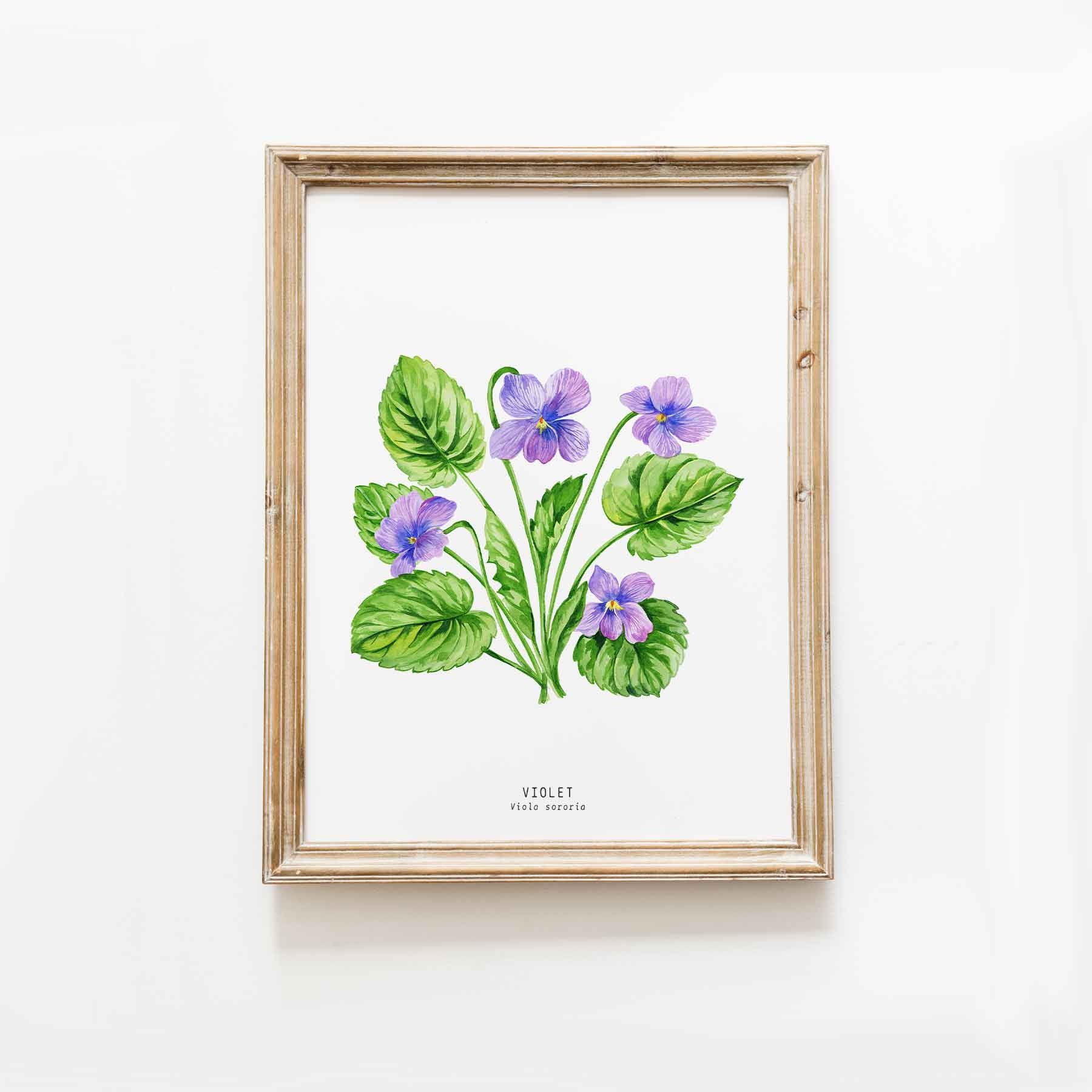 Violet watercolor art print | Illinois, New Jersey, Rhode Island, Wisconsin state flower | Floral décor | Common blue violet Viola sororia