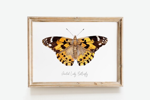 Womens Painted Lady Butterfly Watercolor Painting Womens Painted Lady Butterfly Watercolor Painting