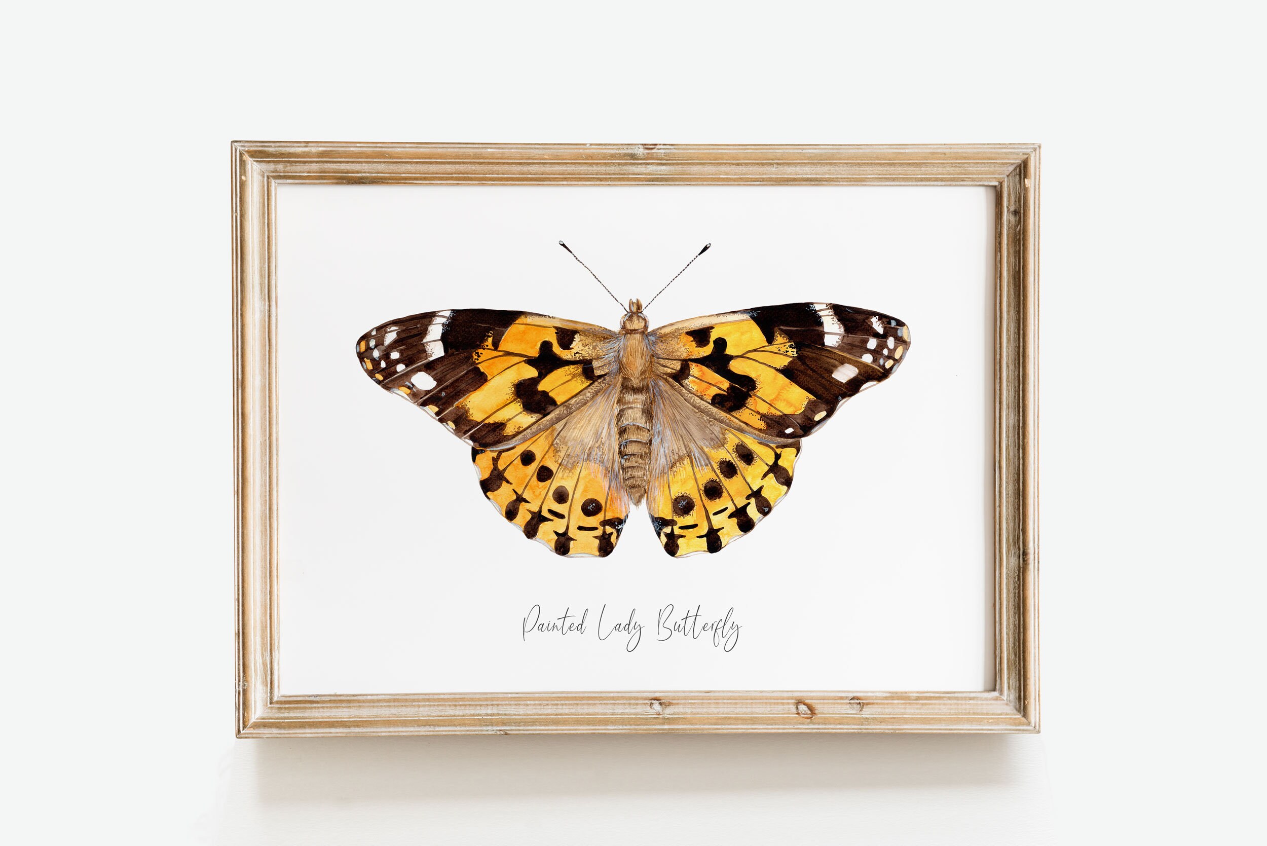 Womens Painted Lady Butterfly Watercolor Painting Womens Painted Lady Butterfly Watercolor Painting