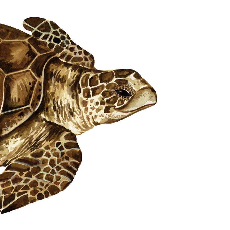 Loggerhead Sea Turtle Art Print | Caretta Caretta Wall Décor Gift ...
