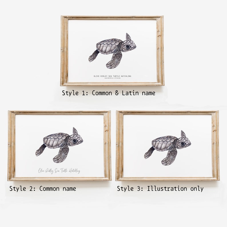 Olive Ridley sea turtle hatchling Lepidochelys olivacea art print watercolor nature wall nursery, living, bedroom, home décor poster image 8