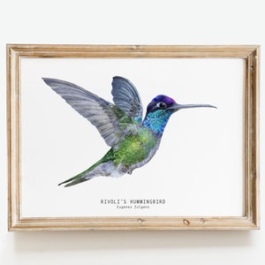 Rivolis Hummingbird watercolor fine art print birds poster gift nature wall art Magnificent Refulgent hummingbirds Eugenes fulgens image 1