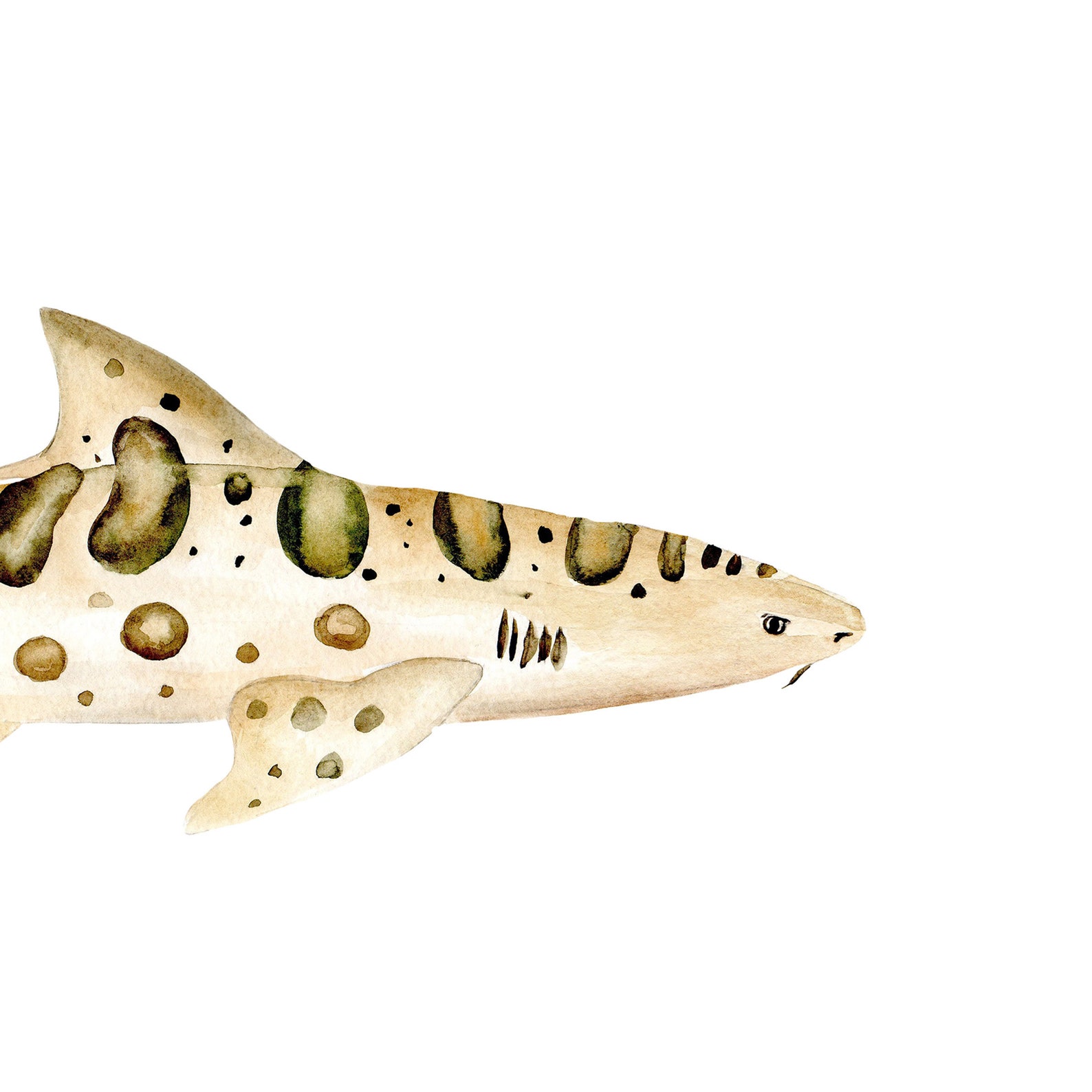 Leopard Shark Watercolour Wall Art Print Ocean Animals Wall | Etsy