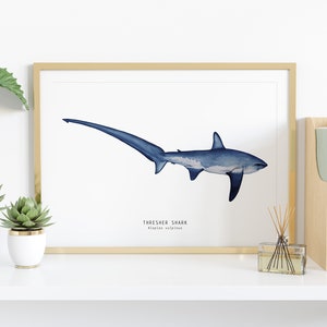 Thresher Shark watercolor fine art print shark lover poster bathroom nature wall art Sharks of the World home décor Alopias vulpinus image 2