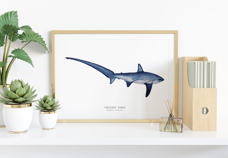 Thresher Shark watercolor fine art print shark lover poster bathroom nature wall art Sharks of the World home décor Alopias vulpinus image 2