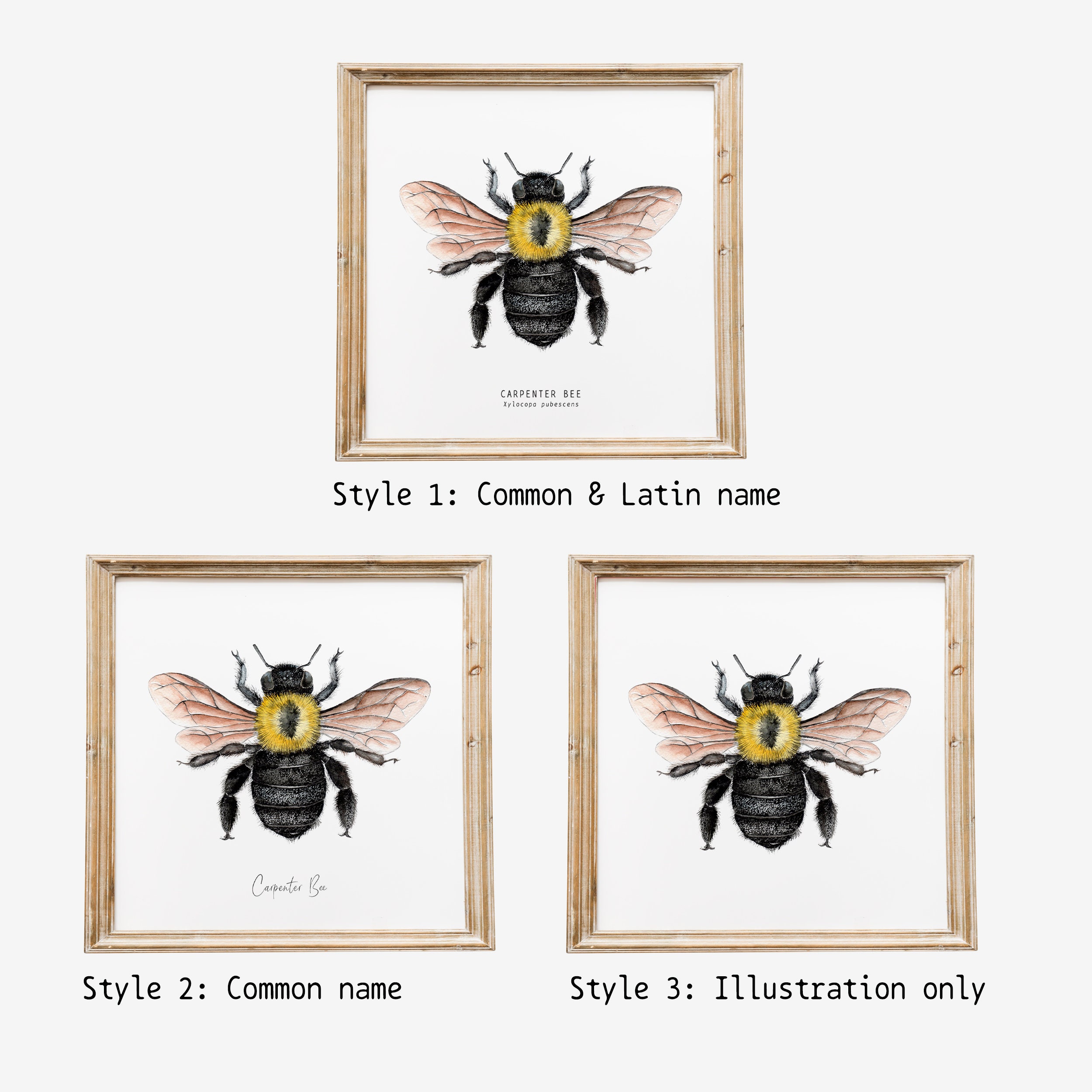 Western Honey Bee Art Print Montessori Insect Art Bees Wall Art Watercolour  Art Children's Art Print Bee Fine Art Print 