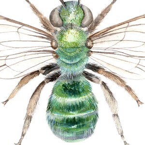 Green Sweat bee art print Watercolour art Bees wall art Montessori nature guide Children's art print Bee Fine Art print image 8