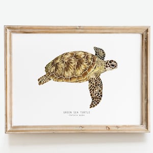 Grüne Meeresschildkröte Kunstdruck | Chelonia mydas Aquarell Blumen | Wohnzimmer, Mädchen Schlafzimmer, Badezimmer, Kinderzimmer Wand Kunst | Schildkröten Kunst Geschenk