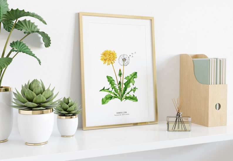 Dandelion wildflower nature print Floral kitchen dining room wall art Home flower art décor Taraxacum officinale dandelions image 3