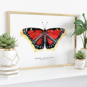Mourning Cloak Butterfly Art Print | Nymphalis Antiopa Décor ...