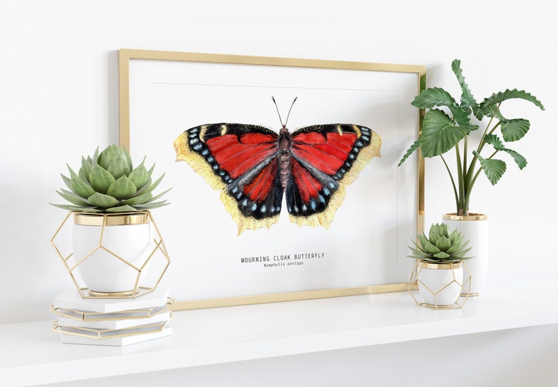 Mourning Cloak Butterfly Art Print Nymphalis Antiopa Décor | Etsy