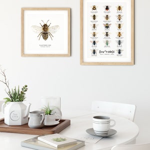 May include: Two framed prints of watercolor illustrations of bees. The top print shows a variety of bees from around the world. The bottom print shows a single bee with the text "Plasterer Bee, Colletes similis".