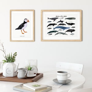 Atlantic Puffin watercolour art print Nautical theme wall decor Beach house wall art Bird poster Nursery decor Housewarming gift image 6