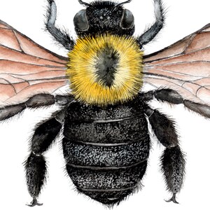 Puede incluir: Una pintura de acuarela de un abejorro negro y amarillo con alas marrones. La abeja se representa en primer plano, mostrando su cuerpo peludo y sus intrincados detalles.