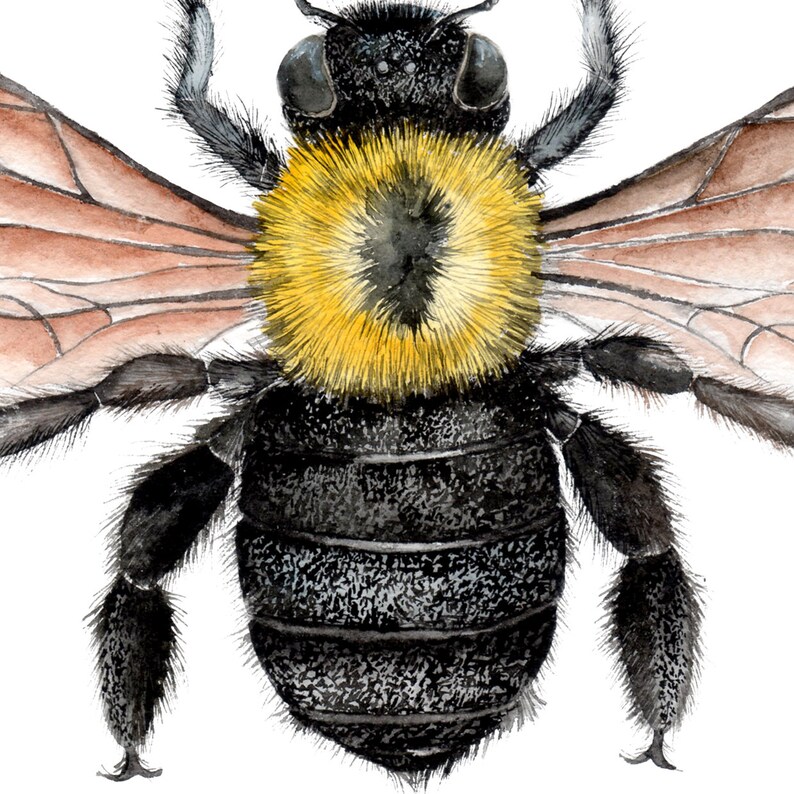 Puede incluir: Una pintura de acuarela de un abejorro negro y amarillo con alas marrones. La abeja se representa en primer plano, mostrando su cuerpo peludo y sus intrincados detalles.