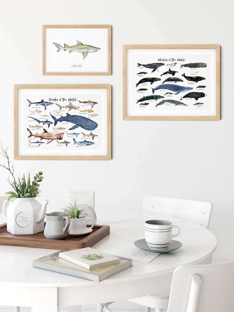 Sharks of the World wall art Nautical home decor Ocean animals wall decor Housewarming gift Nursery decor Beach decor Shark gift image 4