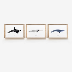 Set of 3 whale prints | Nautical wall decor | Bathroom wall art | Nursery art | Home decor | Housewarming gift | Nautical gift