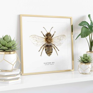 May include: A framed print of a watercolor illustration of a plasterer bee, with the text "Plasterer Bee, Colletes succinctus" below the image. The print is displayed on a white shelf with two potted succulents.