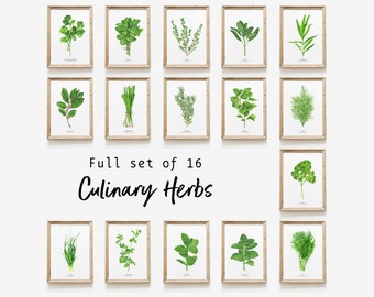 Set of 16 culinary herbs art prints | Art collection | Kitchen wall art | Gift ideas | Home décor | Farmhouse décor | Office art collection