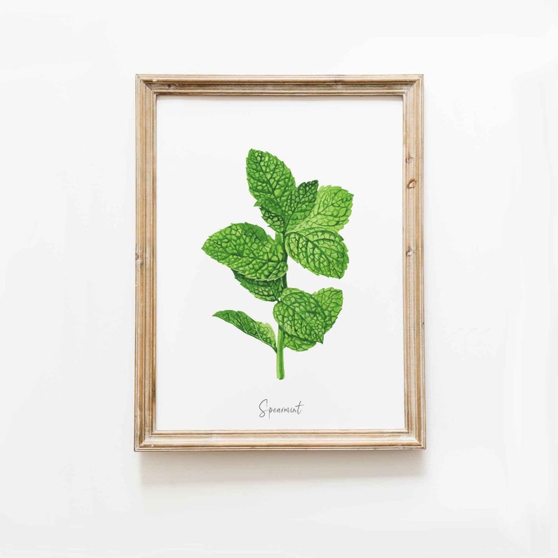 Spearmint herb print Kitchen decor herb print Homeschool educational wall art Watercolor gift idea Culinary poster Unique birthday image 9