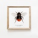 see more listings in the Bees section