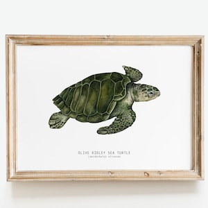 Oliv Ridley Meerschildkröte Kunstdruck | Lepidochelys olivacea Aquarell Kunst | Poster Wohnzimmer Deko ozean | Meeresschildkröten Drucke fürs Kinderzimmer